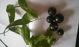 Trẻ tử vong vì ngộ độc quả rừng