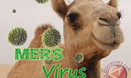 Virút MERS-CoV có nguồn gốc từ  lạc đà và dơi?