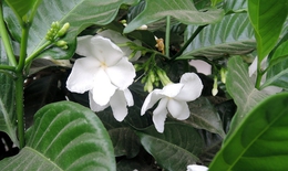 Hoa nhài chữa mất ngủ