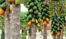 Dùng ozone để bảo quản trái cây