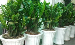 Cảnh giác với cây cảnh trong nhà