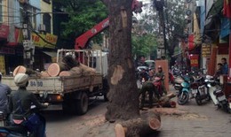 Chủ tịch TP Hà Nội yêu cầu tiếp tục chặt hạ, thay thế cây xanh