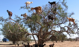 Kỳ lạ loài dê sống trên cây, leo trèo như khỉ
