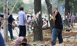 Chủ tịch Hà Nội "thúc" thanh tra vụ chặt, thay thế 6.700 cây xanh