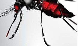 Bạn biết gì về muỗi vằn truyền bệnh sốt xuất huyết?