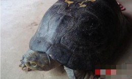 Nghệ An: Cả làng đổ xô đi xem con rùa quý, có hình thù kỳ lạ