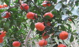 Hoa quả Tết “hái tận vườn” hét giá cả trăm nghìn