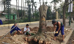Hà Nội vi phạm Luật Thủ đô khi chặt hạ cây xanh hàng loạt?