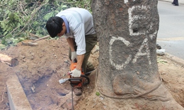 Chủ tịch Hà Nội gửi thư cho ông Trần Đăng Tuấn nói về việc chặt cây