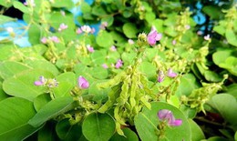 Bài thuốc chữa sỏi tiết niệu