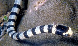 Thịt rắn biển chữa đau cột sống