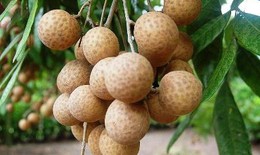 Lợi ích sức khỏe của quả nhãn