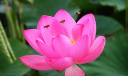 Bí quyết chữa bệnh bằng hoa của Ấn Ðộ