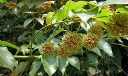 Bài thuốc chữa nhức đầu, hoa mắt