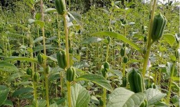 Vừng - Vị thuốc "trường sinh"