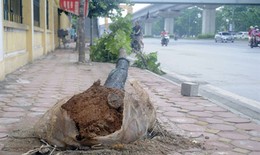 Dông lốc kinh hoàng vô tình tố vụ chặt cây Hà Nội