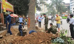Phó Thủ tướng yêu cầu Hà Nội xử nghiêm vụ chặt 6.700 cây xanh