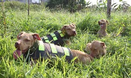 Những nguy hiểm rình rập khi nuôi chó Pit Bull sai phương pháp