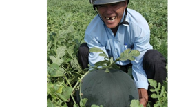 Nông dân Vĩnh Long trồng dưa hấu “khủng”
