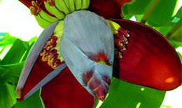 Bài thuốc chữa bệnh từ hoa chuối