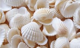 Bài thuốc trị viêm loét dạ dày - tá tràng