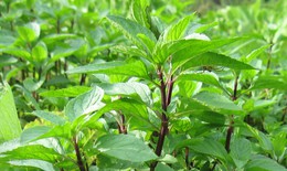 Loại rau rẻ tiền giúp trị nhiệt miệng hiệu quả nhất