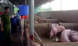 Ăn thịt heo bị tiêm thuốc an thần dễ rối loạn giấc ngủ