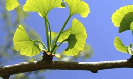 Không dùng sản phẩm kết hợp ginkgo biloba và caffein - Vì sao?