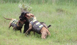 Rộ mốt nuôi chó Pit Bull: Những nguy hiểm rình rập
