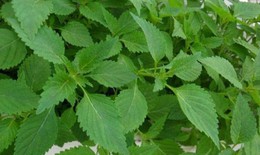 Những loại rau là thuốc kháng sinh tự nhiên