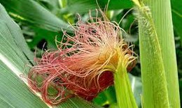 3 bài thuốc hay chữa phù do thận hư
