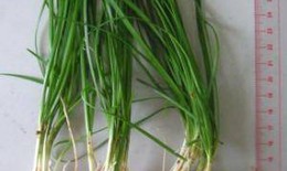 Các bài thuốc chữa chảy máu cam