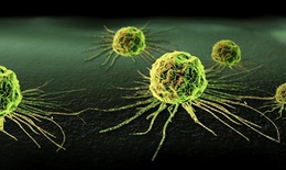 Vì sao tế bào ung thư di căn nhanh?