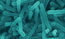 Vi khuẩn Listeria Monocytogenes ảnh hưởng tới sức khỏe như thế nào?