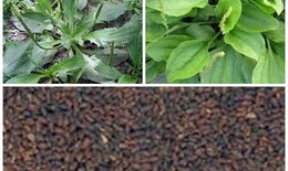 Hạt mã đề - bạn tốt của gan thận