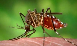 Thủ tướng yêu cầu tăng cường phòng chống sốt xuất huyết