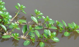 Bài thuốc trị tiểu ra máu