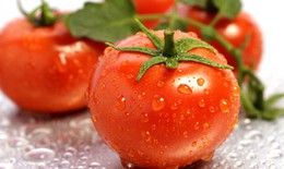 Cà chua chống gốc tự do