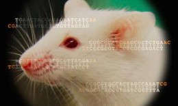Phát hiện phản ứng kháng virus mới ở động vật có vú