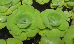 Bài thuốc trị bệnh dị ứng