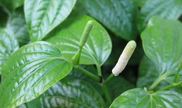 Lá lốt chữa đau xương, thấp khớp, đổ mồ hôi tay chân