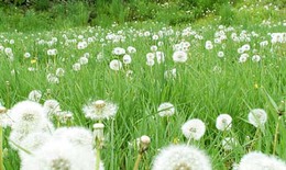 Bài thuốc chữa eczema