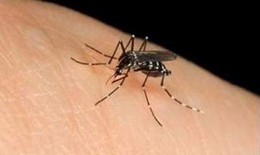 Vì sao muỗi đốt gây sưng và ngứa?
