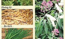 Món ăn, bài thuốc trị chứng sa tử cung