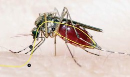 Tiêm vaccin cho muỗi - Xóa sổ bệnh sốt rét và sốt xuất huyết