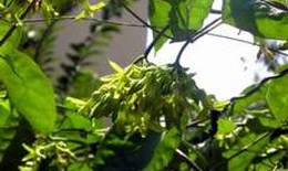 Cây thiên lý chữa chứng mất ngủ