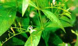 Bài thuốc trị ho từ xuyên tâm liên