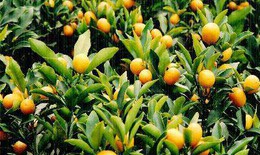 Quất - C&#226;y cảnh đẹp, c&#226;y thuốc qu&#253;