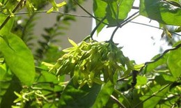 Mất ngủ dùng thiên lý