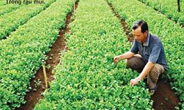 Rau mùi để phòng chữa bệnh